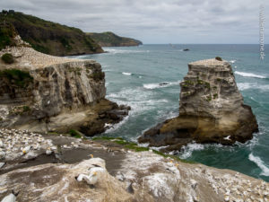 Mehr über den Artikel erfahren Muriwai Beach und Piha