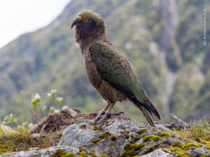 Mehr über den Artikel erfahren Westcoast Road und Arthur’s Pass