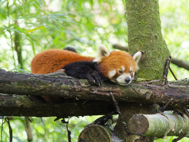 Mehr über den Artikel erfahren Panda Valley und Dujiangyan