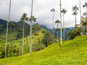 Mehr über den Artikel erfahren Valle de Cocora