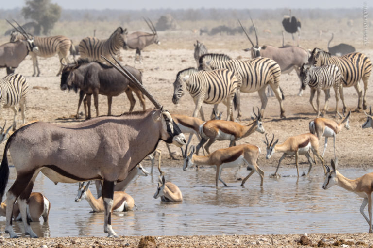 Mehr über den Artikel erfahren Etosha Nationalpark