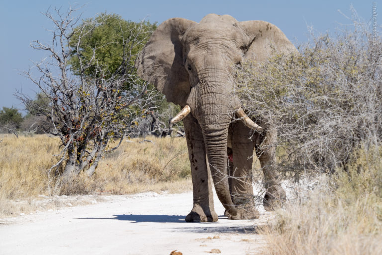 Mehr über den Artikel erfahren Etosha auf Tuchfühlung