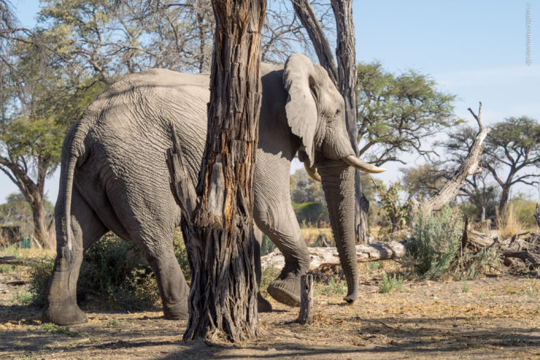 Mehr über den Artikel erfahren Moremi Game Reserve