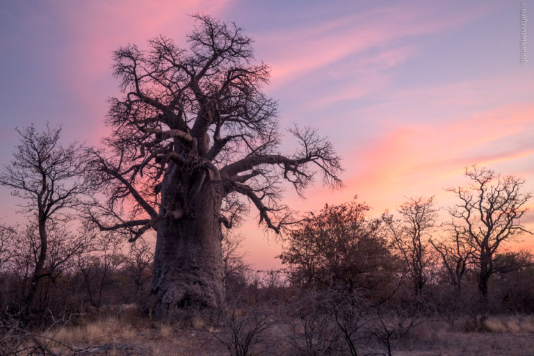 Mehr über den Artikel erfahren Nach Planet Baobab