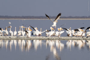 Mehr über den Artikel erfahren Nata Bird Sanctuary