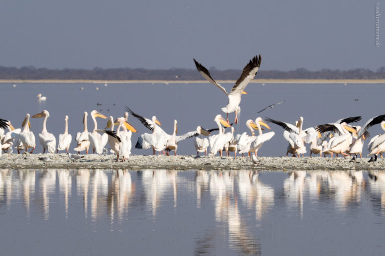 Mehr über den Artikel erfahren Nata Bird Sanctuary