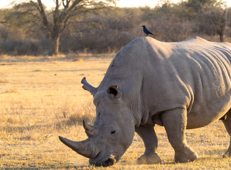 Mehr über den Artikel erfahren Khama Rhino Sanctuary